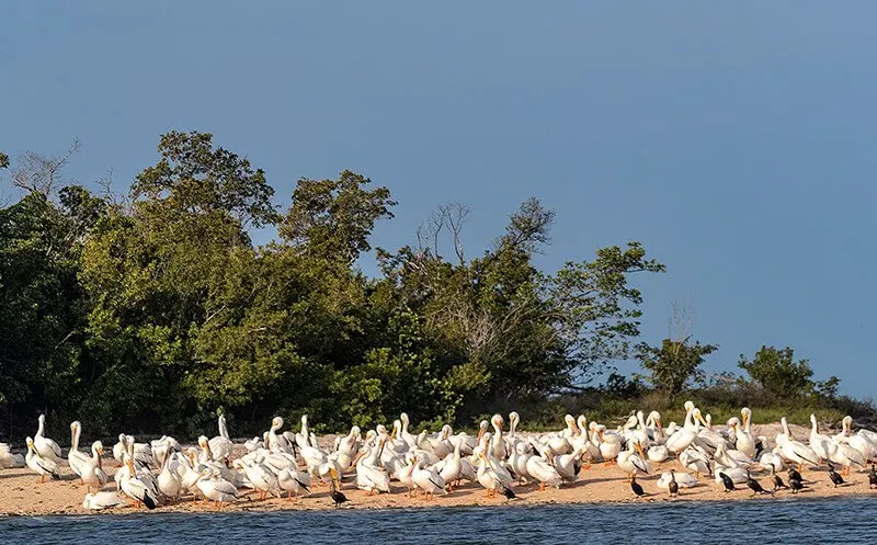 Ten Thousand Islands National Wildlife Refuge