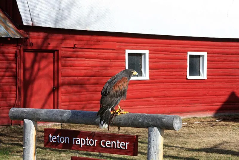 Teton Raptor Center
