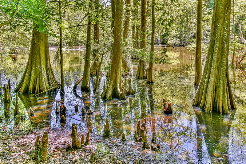 Chicot State Park