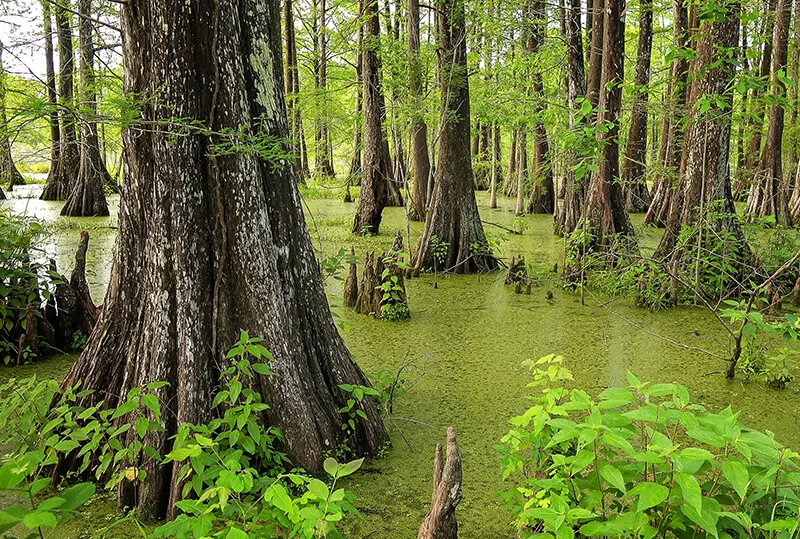 Cypress Island Preserve