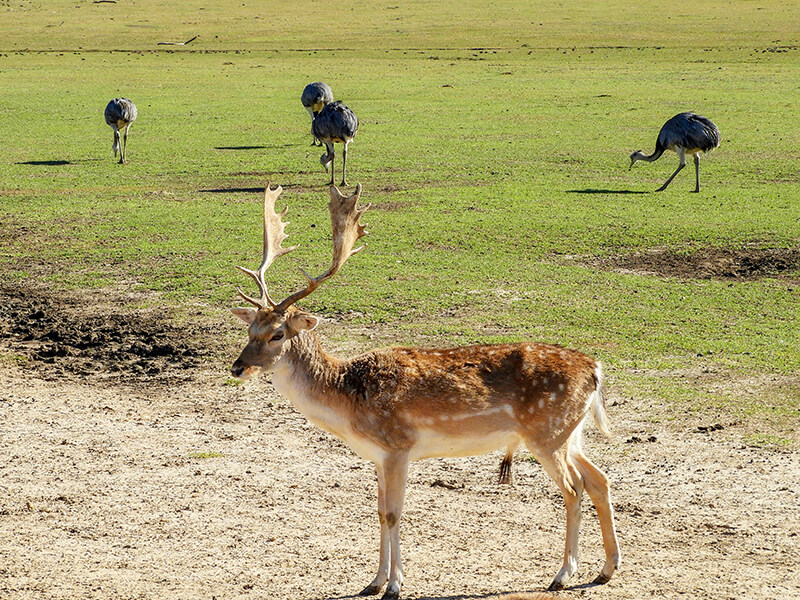 Global Wildlife Center