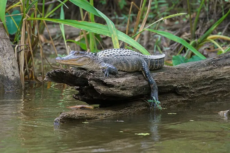 Honey Island Swamp Tour