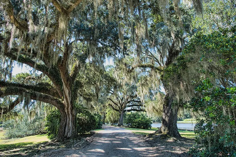 Jungle Gardens