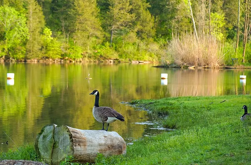 Lake Leatherwood