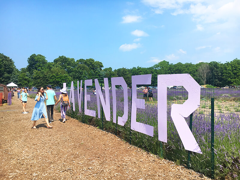 Lavender By The Bay