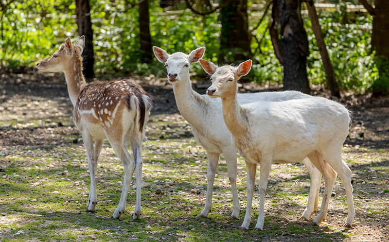 Long Island Game Farm