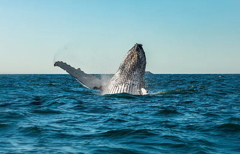 Newport Landing Whale Watching