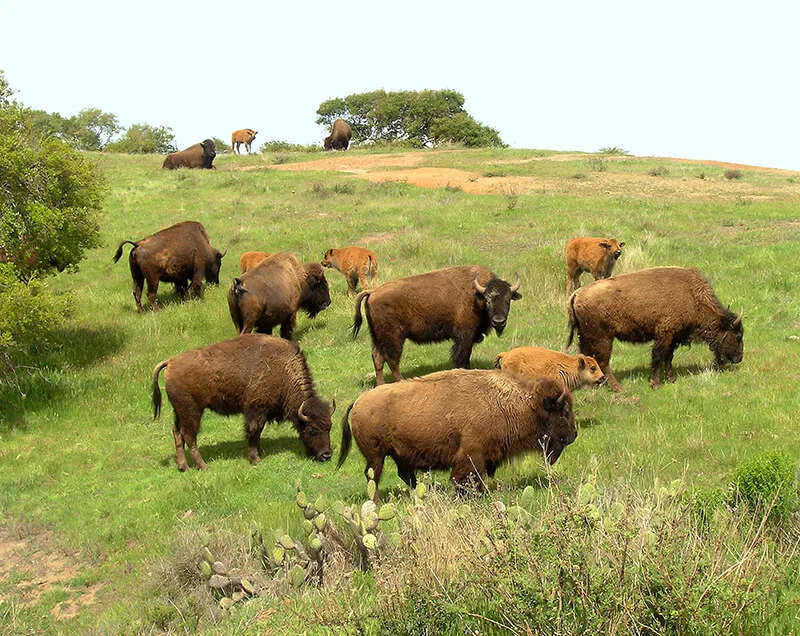 Bison Expedition