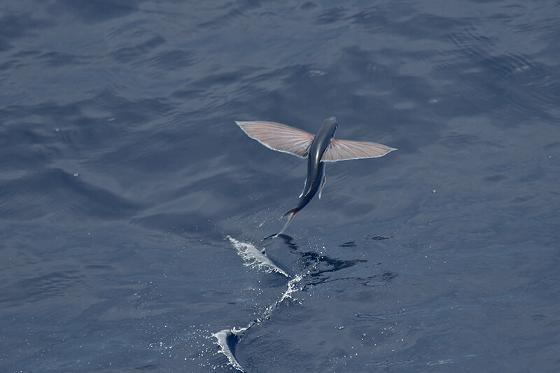 Flying Fish Voyage