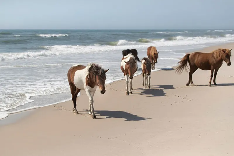 Assateague Island National Seashore