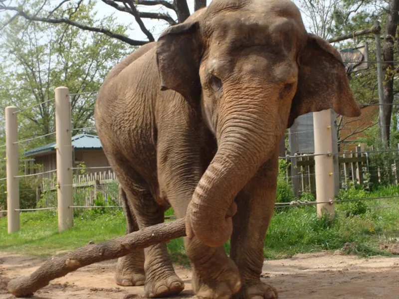 Little Rock Zoo