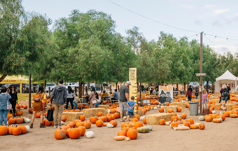 Peltzer Pumpkin Farm