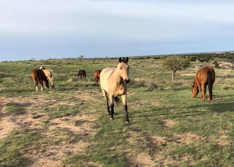 Cowgirls and Cowboys in the West