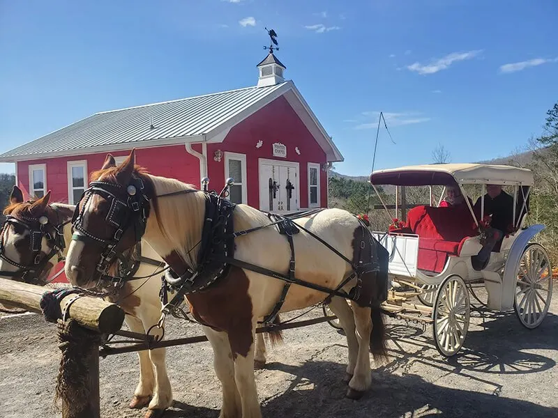 Daffodil Hill Farm & Carriage