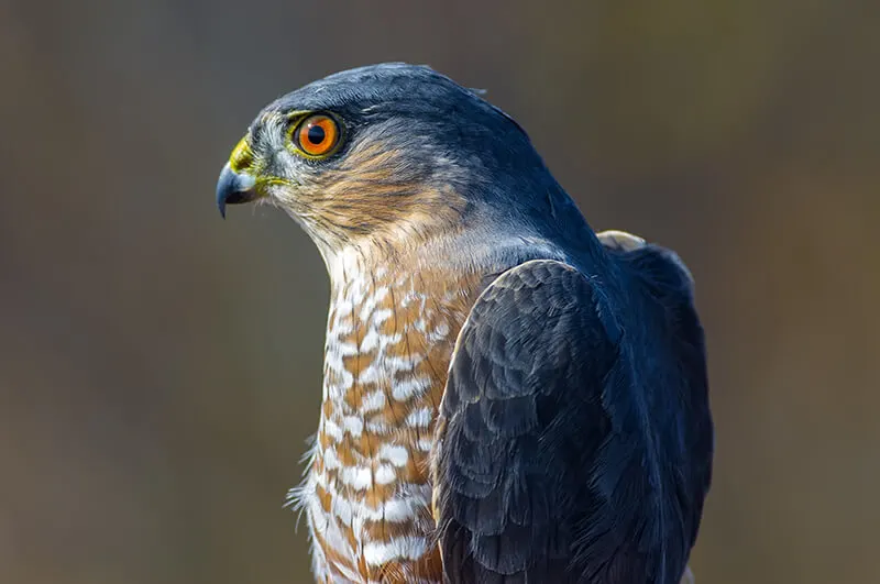 Hawk Ridge Bird Observatory