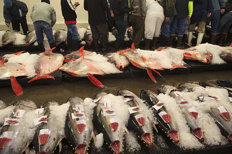 Honolulu Fish Auction