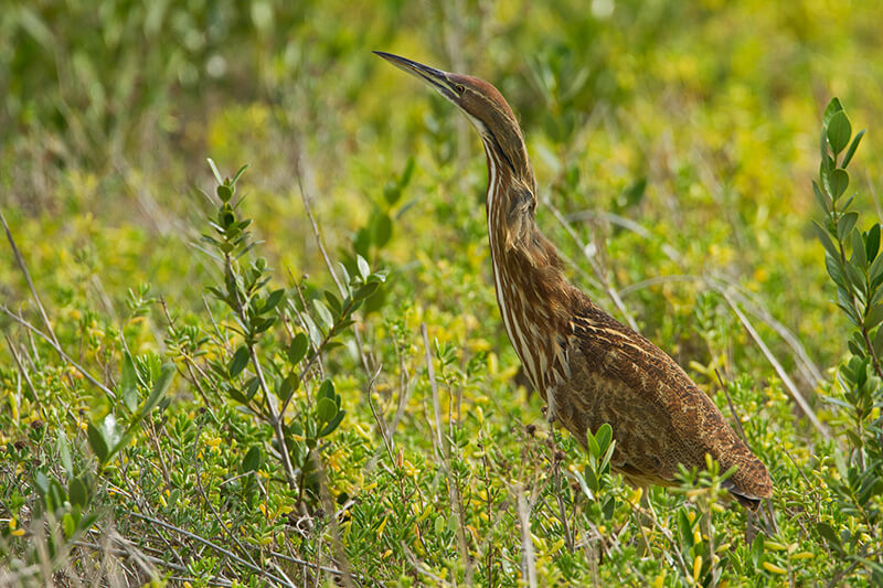 Laguna Madre Nature Trail