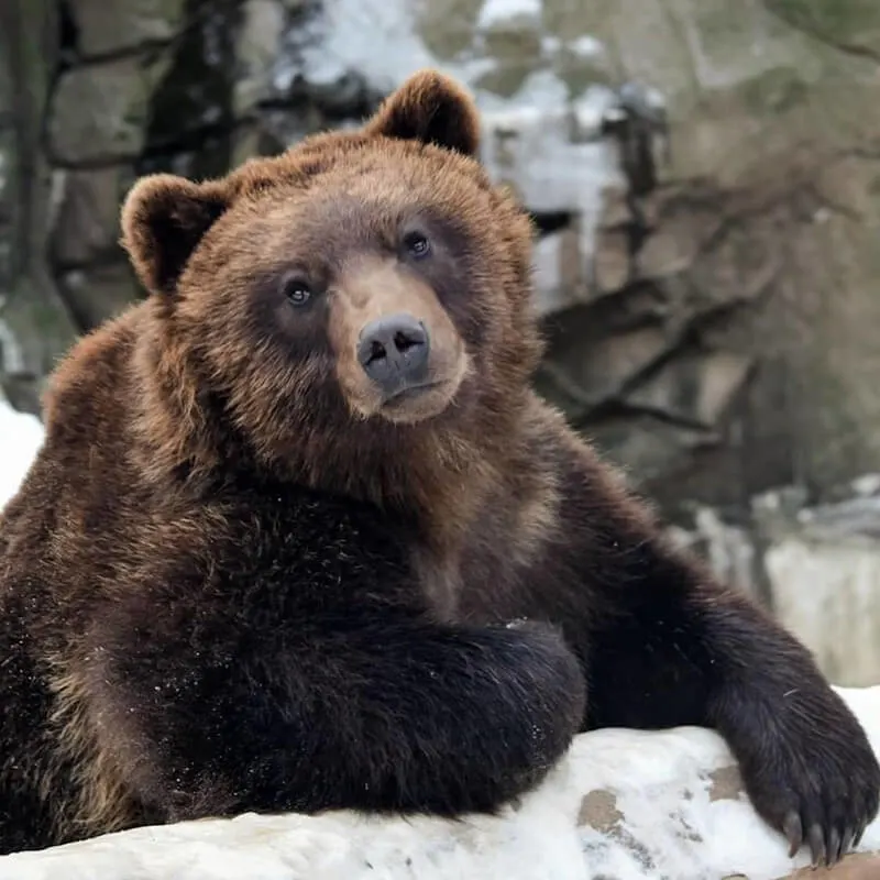 Lake Superior Zoo