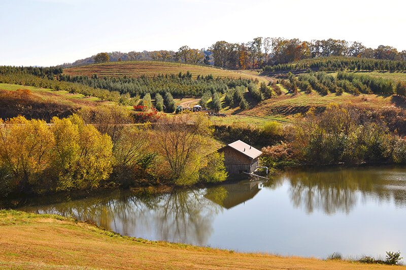 Mercier Orchards