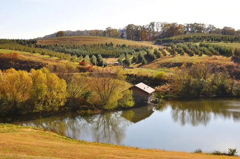 Mercier Orchards