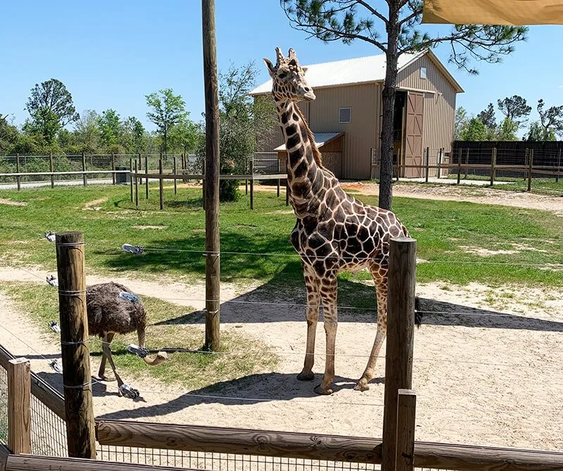 Alabama Gulf Coast Zoo