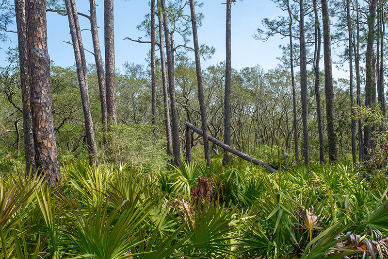 Bon Secour National Wildlife Refuge