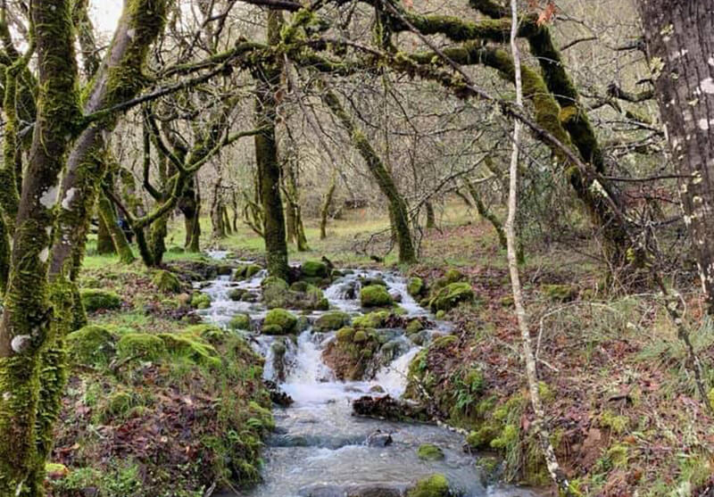 Bothe-Napa Valley State Park