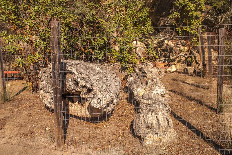 Calistoga Petrified Forest