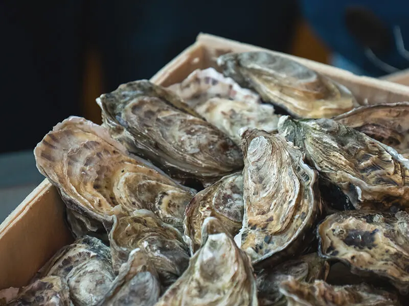 Navy Cove Oysters