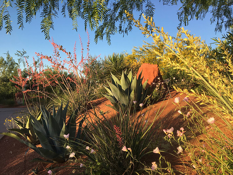 Red Hills Desert Garden