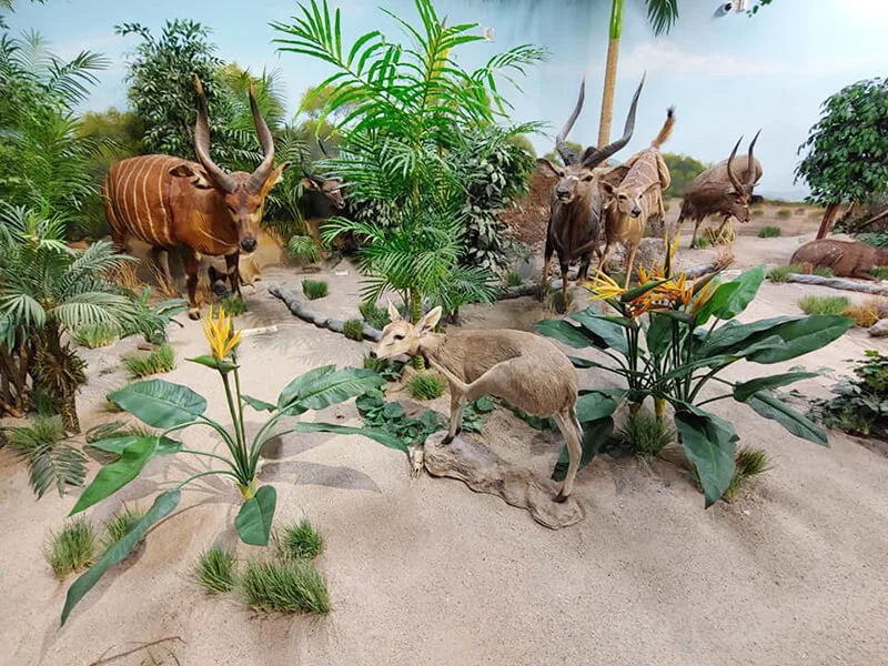 Rosenbruch World Wildlife Museum