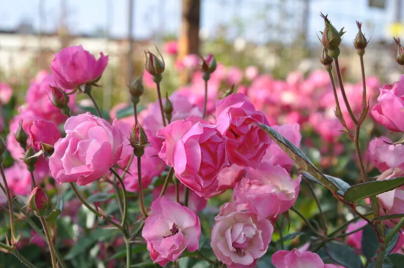 Chamblee's Rose Nursery