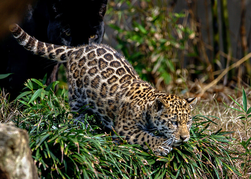 Montgomery Zoo