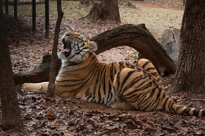 Tiger Creek Animal Sanctuary