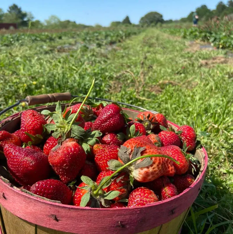 Tyler Berry Farm