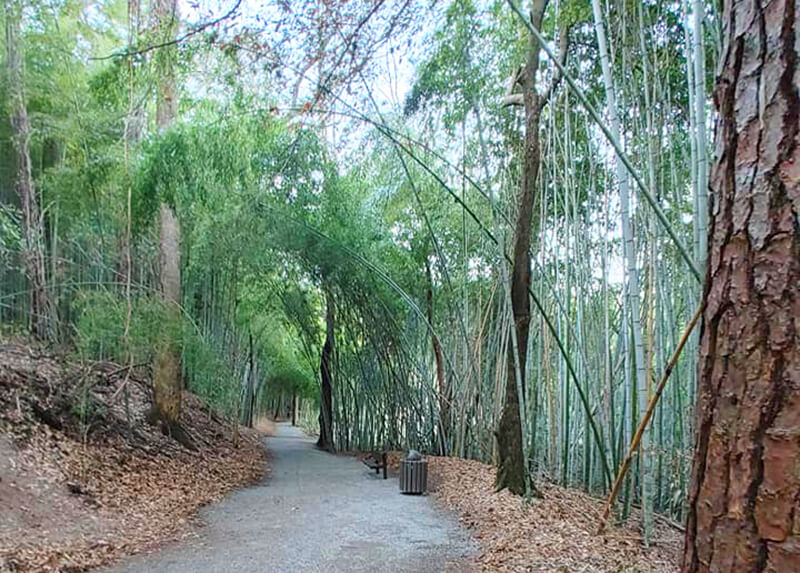 Wilderness Park & Bamboo Forest