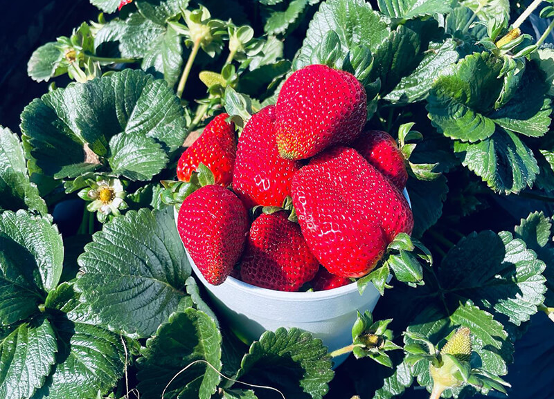 Carlsbad Strawberry Company