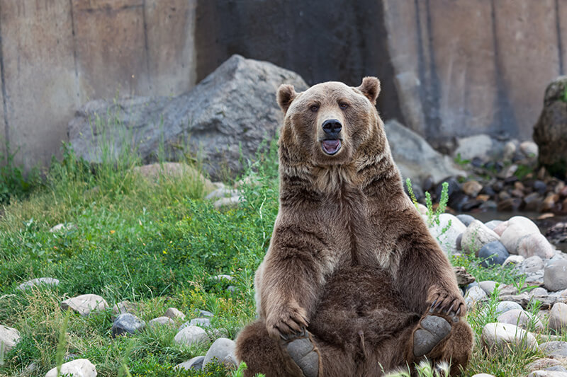 Montana Grizzly Encounter