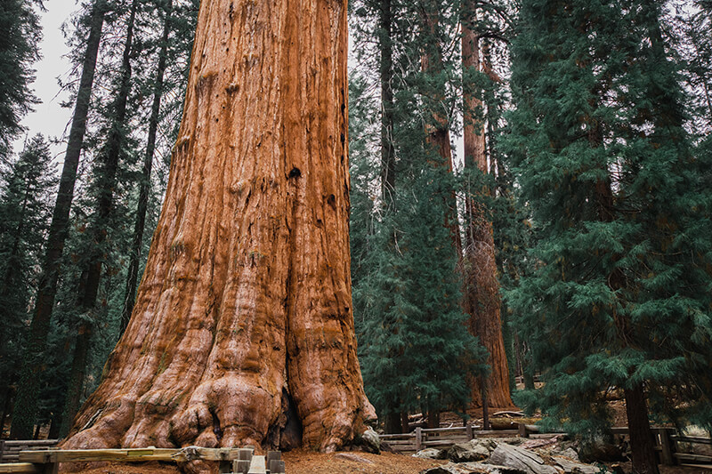 Sequoia National Forest