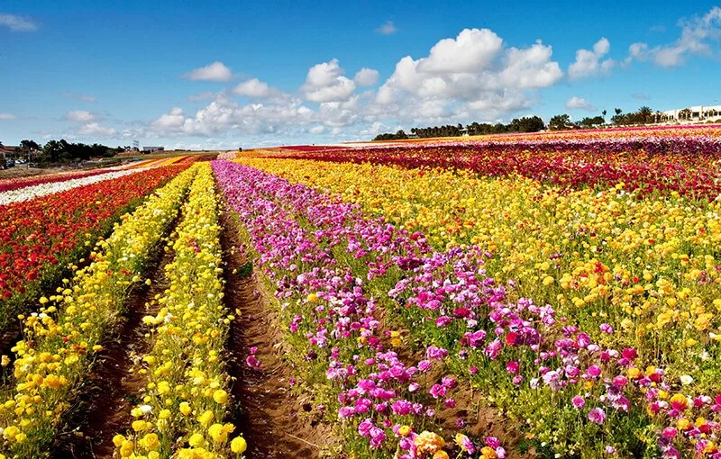 The Flower Fields