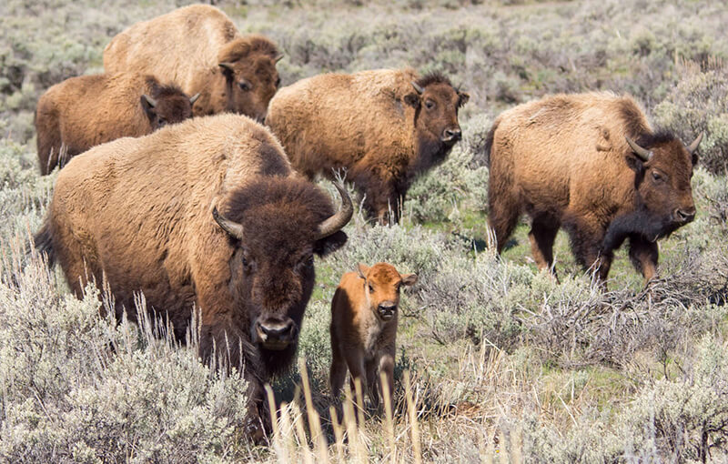 Yellowstone Safari Company