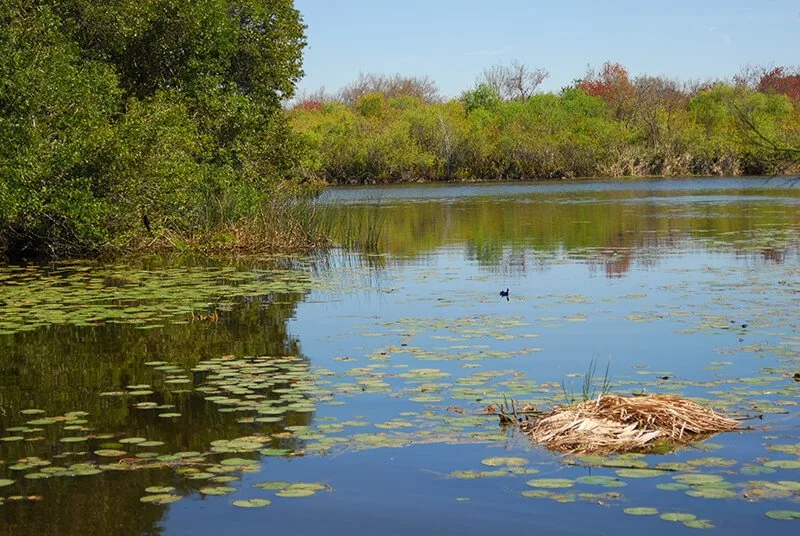 Boyd Hill Nature Preserve