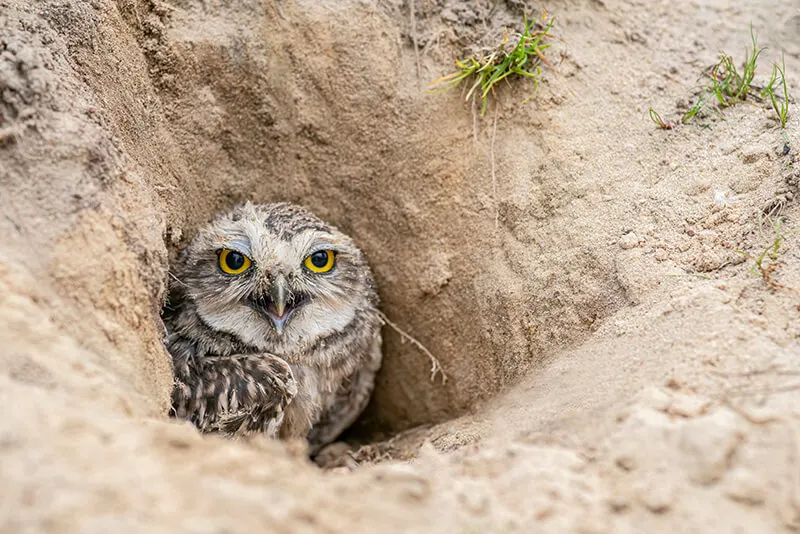 Burrowing Owl Festival