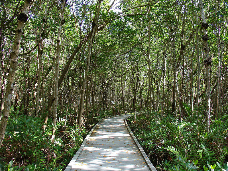 Four Mile Cove Ecological Preserve