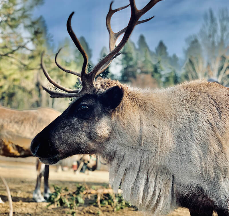 Leavenworth Reindeer Farm