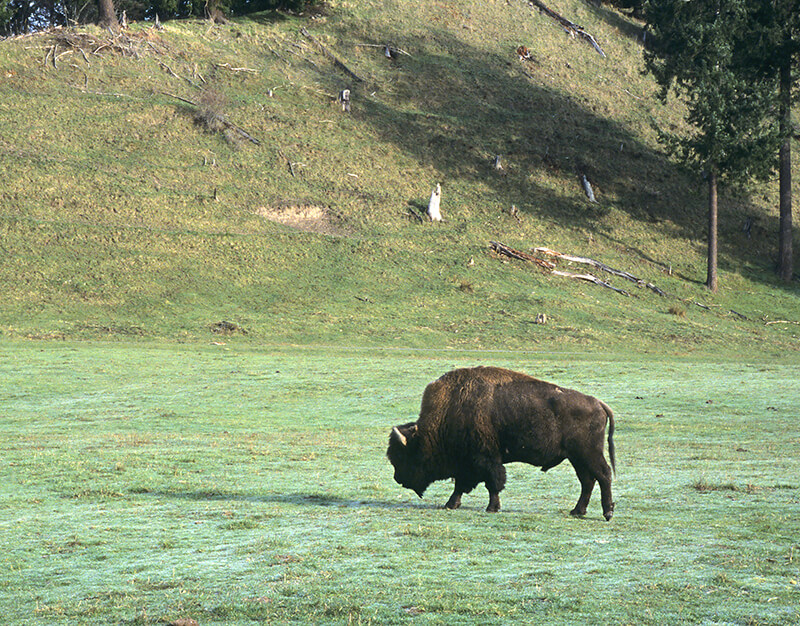 Northwest Trek Wildlife Park