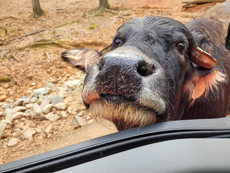 Pine Mountain Wild Animal Safari