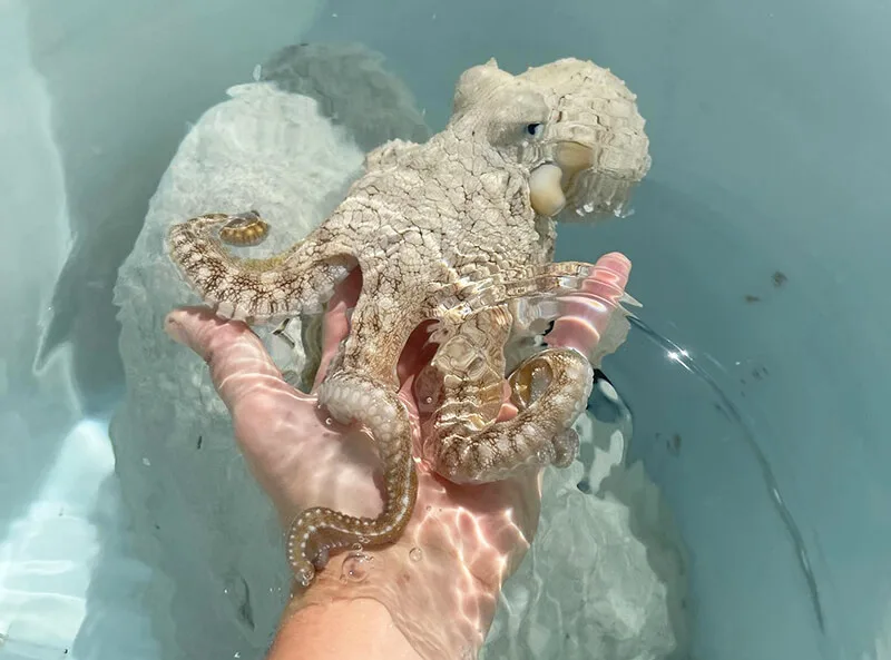 Kanaloa Octopus Farm