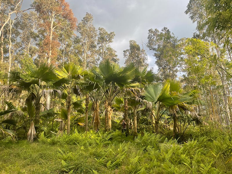 Kona Cloud Forest Sanctuary