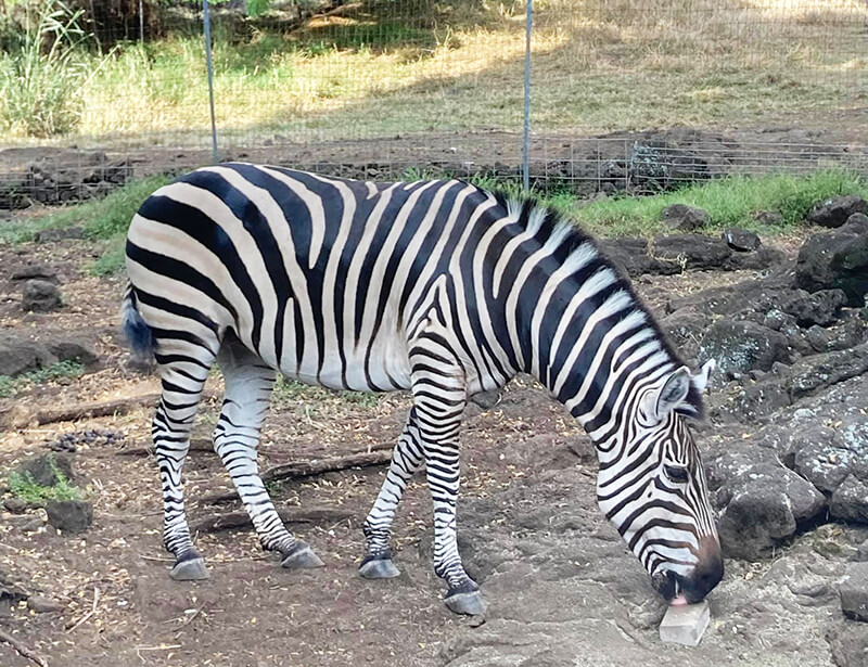 Three Ring Ranch Exotic Animal Sanctuary